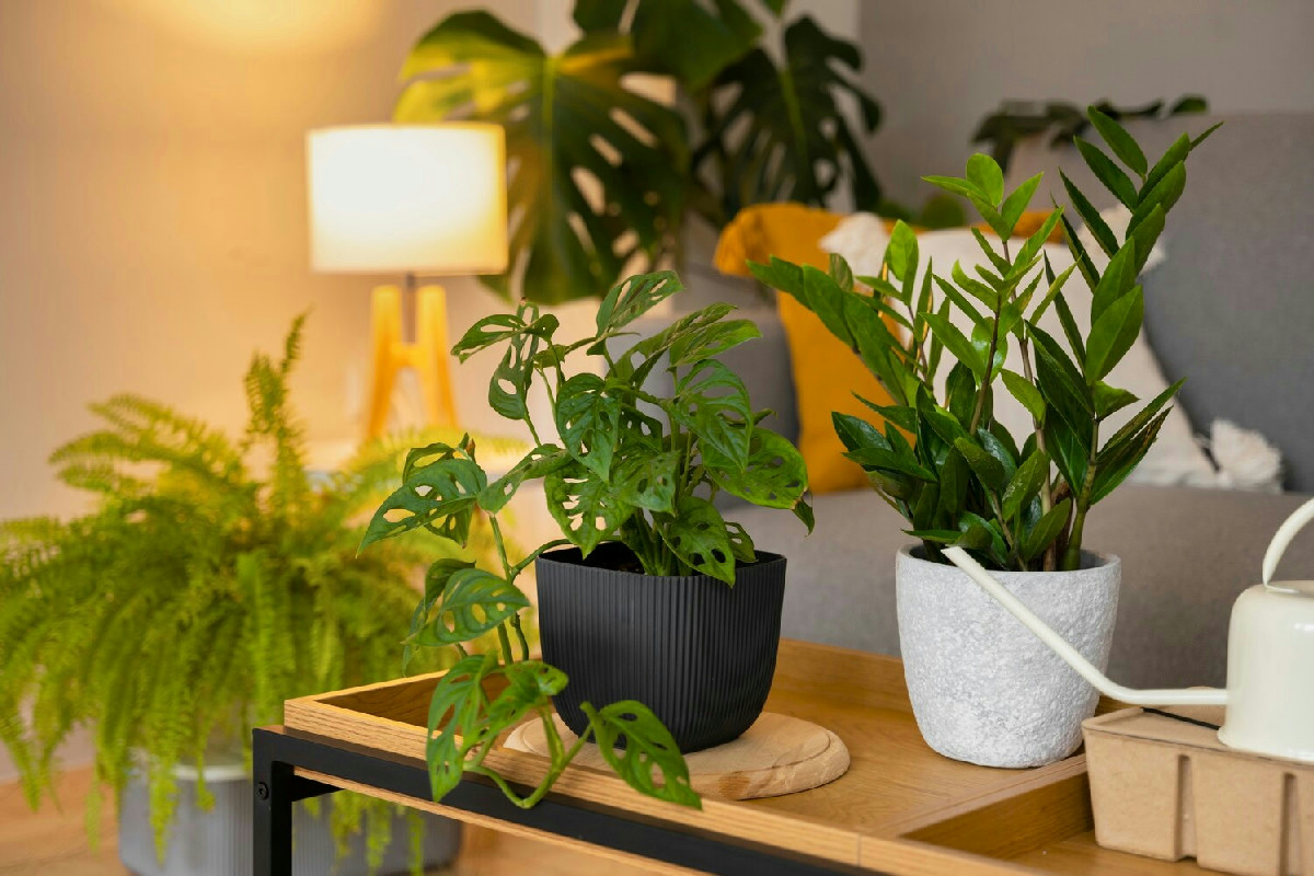 Arredare con le piante: la nuova idea che trasforma l’atmosfera della casa in modo unico