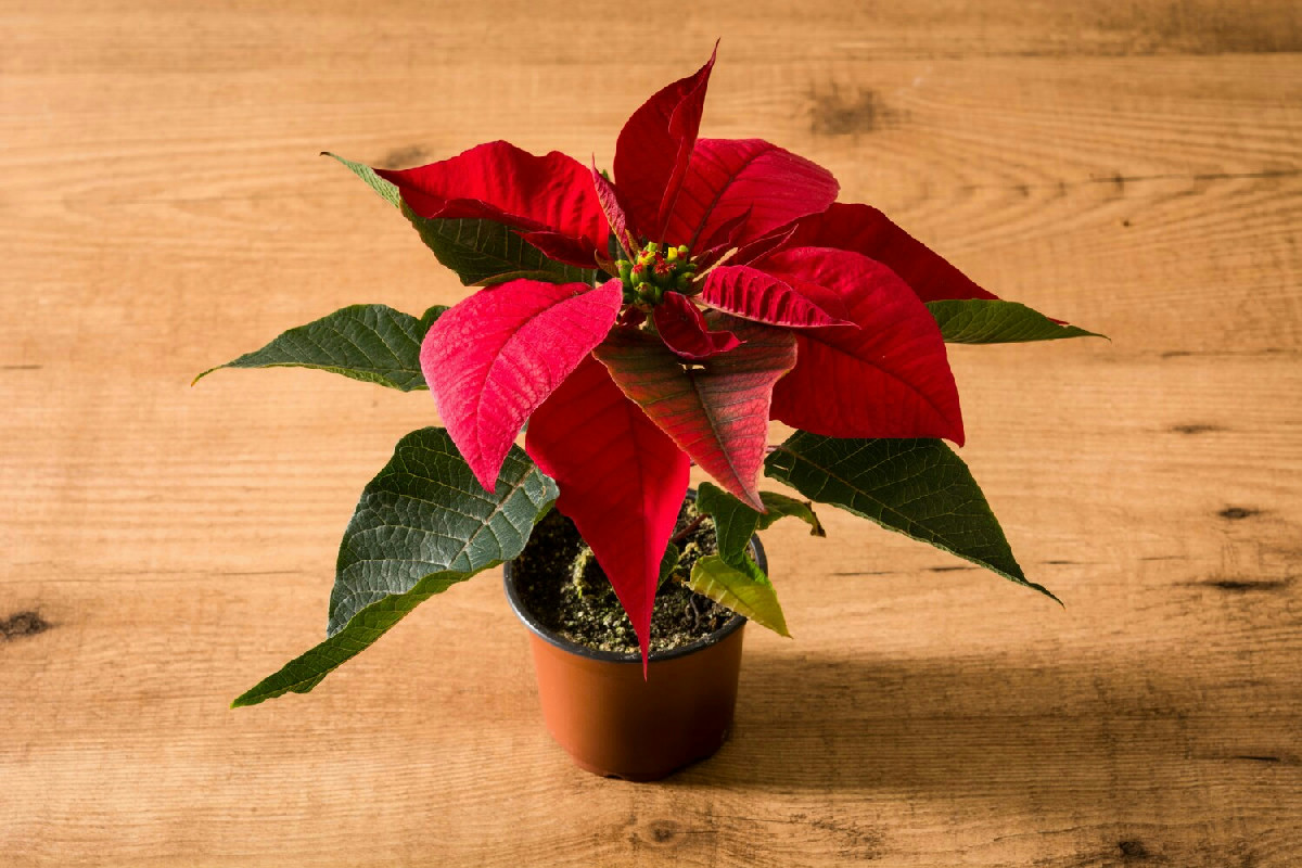 Il semplice tocco con la stella di Natale per illuminare e decorare ogni ambiente della casa