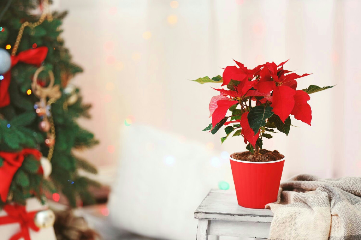 Il semplice tocco con la stella di Natale per illuminare e decorare ogni ambiente della casa