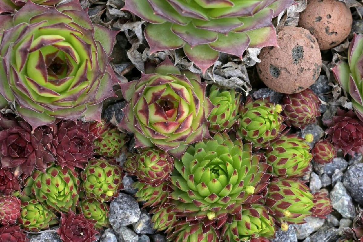Semprevivo: come coltivare e mantenere rigogliosa questa pianta resistente al freddo e al tempo