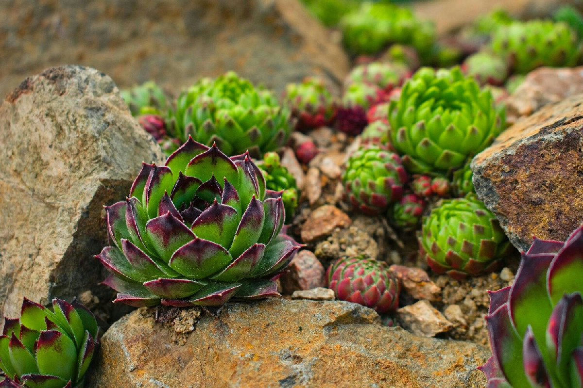 Semprevivo: come coltivare e mantenere rigogliosa questa pianta resistente al freddo e al tempo